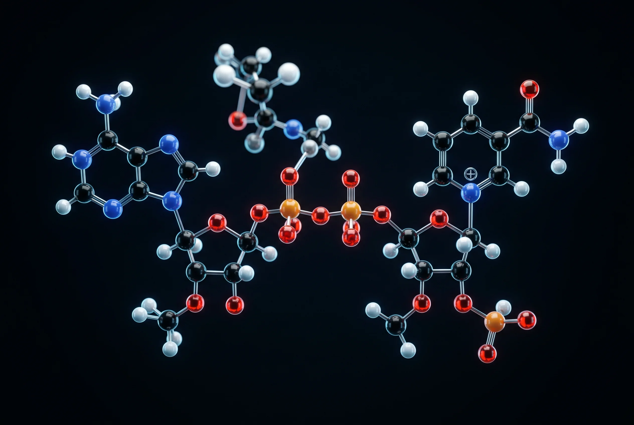 Investigación sobre NAD+: modelo de bolas y barras de la coenzima NAD+ con los anillos de adenina y de nicotinamida sobre fondo oscuro